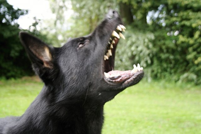 Ilo od Svatováclava